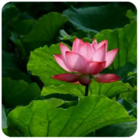 2048核基地站点帮助