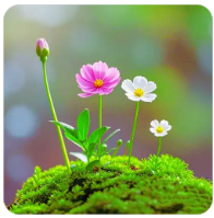 草榴社区邀请码 